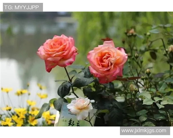 刘强的足球人生深度对话：从球场到商界的精彩旅程与人生哲学